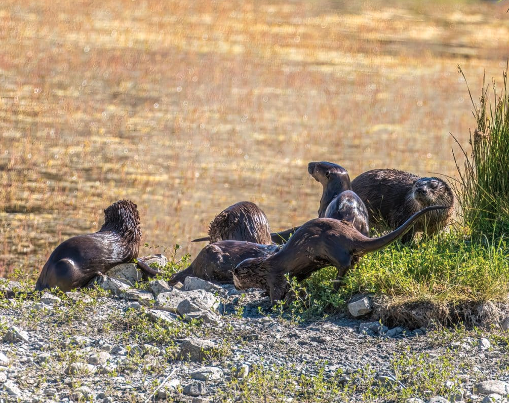 Watch out for otters in Glenwood Canyon - Vimarsana News